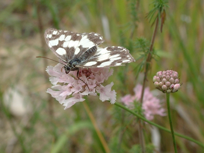 Melanargia arge e Melanargia galathea ?